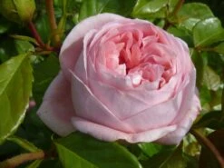 Nostalgie®-Edelrose 'Voyage' ® -Edelrosen Geschaft nostalgie edelrose voyage m094363 w 0