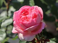 Nostalgie®-Edelrose 'Voyage' ® -Edelrosen Geschaft nostalgie edelrose voyage m094363 w 3