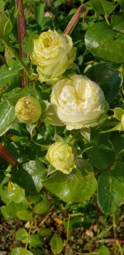 Nostalgie®-Edelrose 'Wedding Piano' ® -Edelrosen Geschaft nostalgie edelrose wedding piano m094375 193676 0