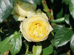 Nostalgie®-Edelrose 'Wedding Piano' ® -Edelrosen Geschaft nostalgie edelrose wedding piano m094375 w 2