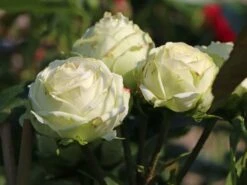 Nostalgie®-Edelrose 'Wedding Piano' ® -Edelrosen Geschaft nostalgie edelrose wedding piano m094375 w 4