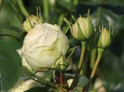 Nostalgie®-Edelrose 'Wedding Piano' ® -Edelrosen Geschaft nostalgie edelrose wedding piano m094375 w 5