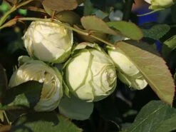 Nostalgie®-Edelrose 'Wedding Piano' ® -Edelrosen Geschaft nostalgie edelrose wedding piano m094375 w 6