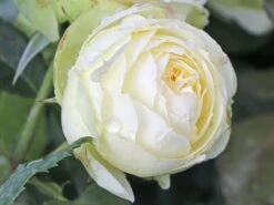 Nostalgie®-Edelrose 'Wedding Piano' ® -Edelrosen Geschaft nostalgie edelrose wedding piano m094375 w 9