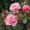 Nostalgie®-Edelrose 'Wildberry' ®
