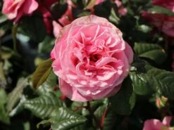 Nostalgie®-Edelrose 'Wildberry' ® 19 Nostalgie®-Edelrose 'Wildberry' ® -Edelrosen Geschaft nostalgie edelrose wildberry m111217 w 0