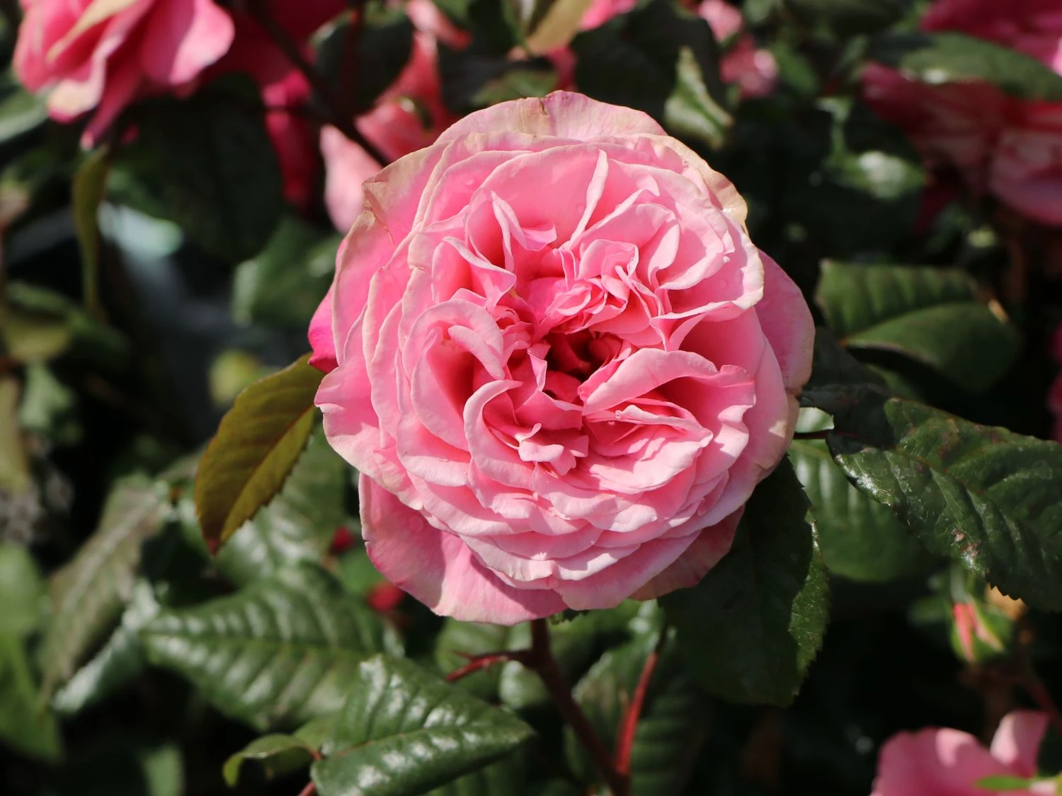 Nostalgie®-Edelrose 'Wildberry' ® 9 Nostalgie®-Edelrose 'Wildberry' ® – Bild 9