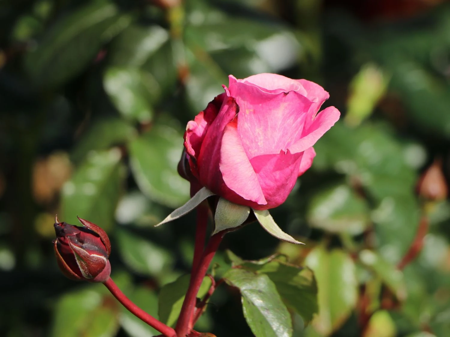 Nostalgie®-Edelrose 'Wildberry' ® 4 Nostalgie®-Edelrose 'Wildberry' ® – Bild 4