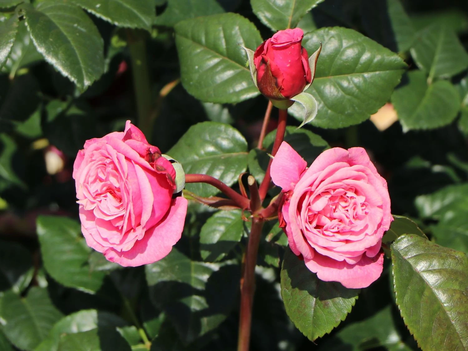 Nostalgie®-Edelrose 'Wildberry' ® 5 Nostalgie®-Edelrose 'Wildberry' ® – Bild 5