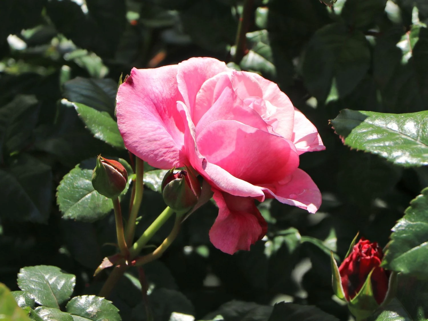 Nostalgie®-Edelrose 'Wildberry' ® 3 Nostalgie®-Edelrose 'Wildberry' ® – Bild 3