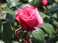 Nostalgie®-Edelrose 'Wildberry' ® 17 Nostalgie®-Edelrose 'Wildberry' ® -Edelrosen Geschaft nostalgie edelrose wildberry m111217 w 8