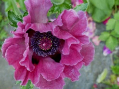 Orientalischer Mohn 'Harlem' ® 9 Orientalischer Mohn 'Harlem' ® -Edelrosen Geschaft orientalischer mohn harlem m062687 496370 0