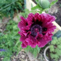 Orientalischer Mohn 'Harlem' ® 8 Orientalischer Mohn 'Harlem' ® -Edelrosen Geschaft orientalischer mohn harlem m062687 875531 0