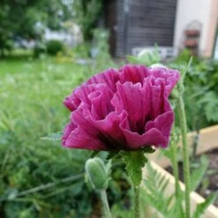 Orientalischer Mohn 'Harlem' ® 7 Orientalischer Mohn 'Harlem' ® -Edelrosen Geschaft orientalischer mohn harlem m062687 875531 1