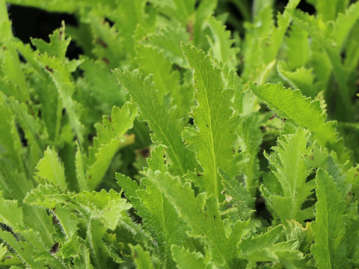 Orientalischer Mohn 'Harlem' ® 2 Orientalischer Mohn 'Harlem' ® – Bild 2