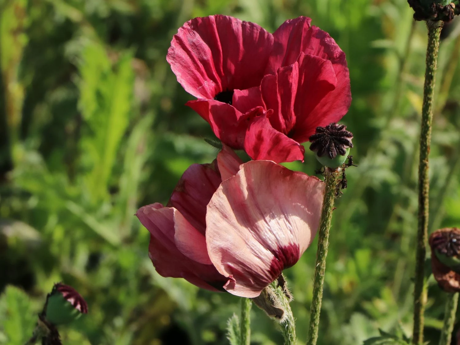 Orientalischer Mohn 'Royal Chocolate Distinction' 1 Orientalischer Mohn 'Royal Chocolate Distinction'