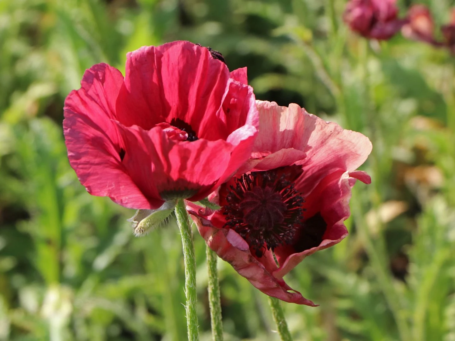 Orientalischer Mohn 'Royal Chocolate Distinction' 2 Orientalischer Mohn 'Royal Chocolate Distinction' – Bild 2
