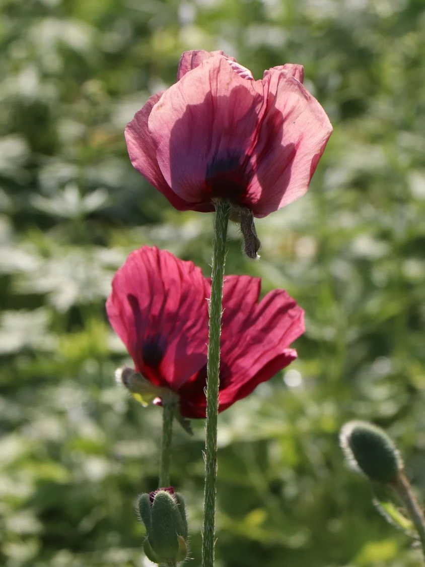 Orientalischer Mohn 'Royal Chocolate Distinction' 4 Orientalischer Mohn 'Royal Chocolate Distinction' – Bild 4