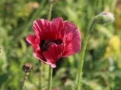 Orientalischer Mohn 'Royal Chocolate Distinction' 8 Orientalischer Mohn 'Royal Chocolate Distinction' -Edelrosen Geschaft orientalischer mohn royal chocolate distinction m062711 w 2