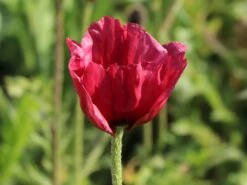 Orientalischer Mohn 'Royal Chocolate Distinction' 10 Orientalischer Mohn 'Royal Chocolate Distinction' -Edelrosen Geschaft orientalischer mohn royal chocolate distinction m062711 w 3