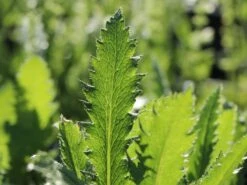 Orientalischer Mohn 'Royal Chocolate Distinction' 11 Orientalischer Mohn 'Royal Chocolate Distinction' -Edelrosen Geschaft orientalischer mohn royal chocolate distinction m062711 w 4