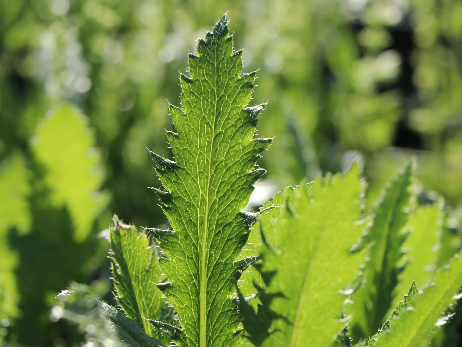 Orientalischer Mohn 'Royal Chocolate Distinction' 6 Orientalischer Mohn 'Royal Chocolate Distinction' – Bild 6