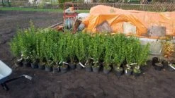 Ovalblättriger Liguster 29 Ovalblättriger Liguster -Edelrosen Geschaft ovalblaettriger liguster m002430 1042036 1