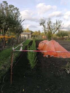 Ovalblättriger Liguster 28 Ovalblättriger Liguster -Edelrosen Geschaft ovalblaettriger liguster m002430 1042036 2