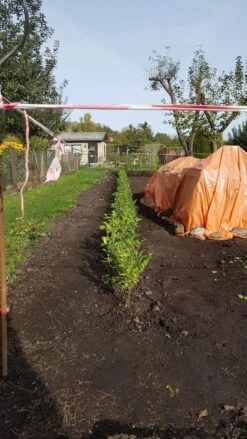 Ovalblättriger Liguster 27 Ovalblättriger Liguster -Edelrosen Geschaft ovalblaettriger liguster m002430 1042036 3