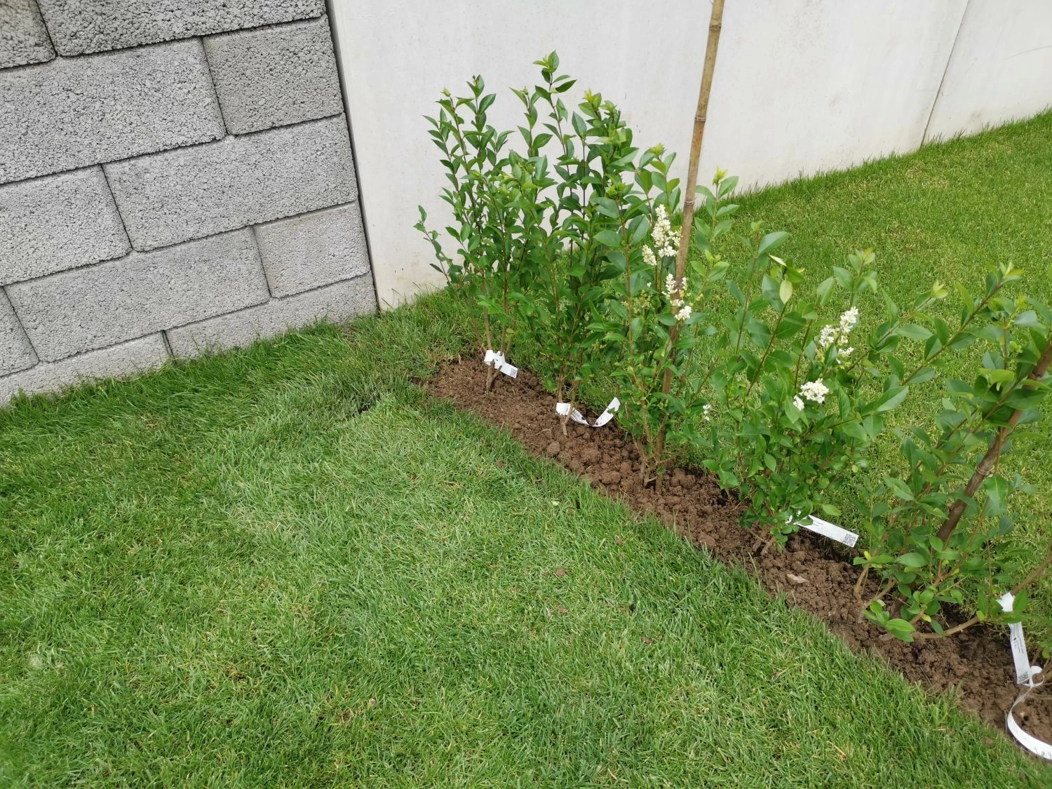 Ovalblättriger Liguster 15 Ovalblättriger Liguster – Bild 15