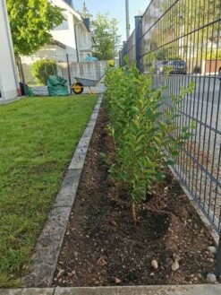 Ovalblättriger Liguster 30 Ovalblättriger Liguster -Edelrosen Geschaft ovalblaettriger liguster m002430 1170271 0