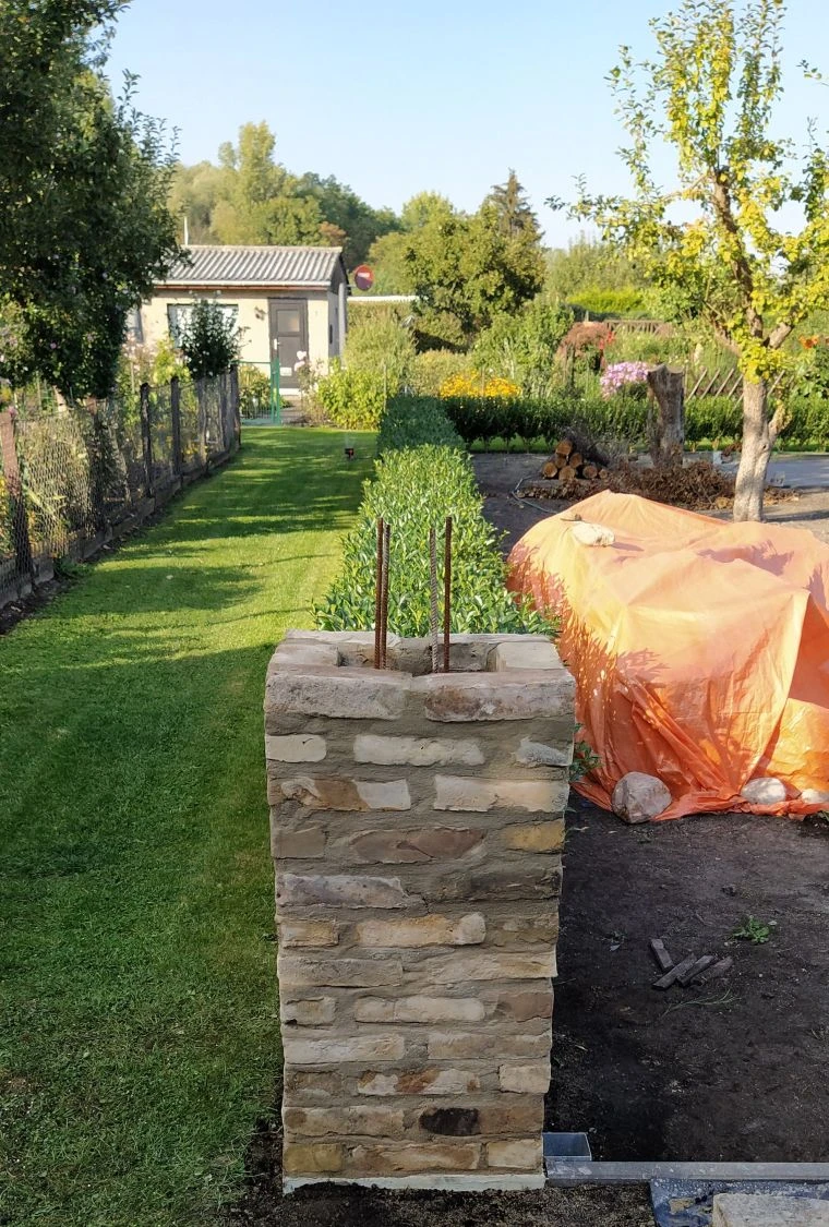 Ovalblättriger Liguster 10 Ovalblättriger Liguster – Bild 10