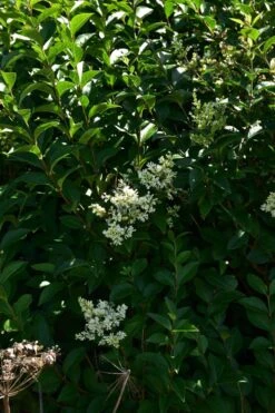 Ovalblättriger Liguster 33 Ovalblättriger Liguster -Edelrosen Geschaft ovalblaettriger liguster m002430 441289 0