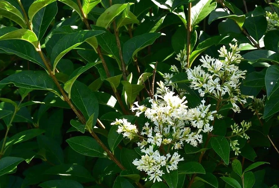 Ovalblättriger Liguster 16 Ovalblättriger Liguster – Bild 16