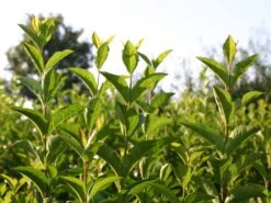 Ovalblättriger Liguster 23 Ovalblättriger Liguster -Edelrosen Geschaft ovalblaettriger liguster m002430 w 0