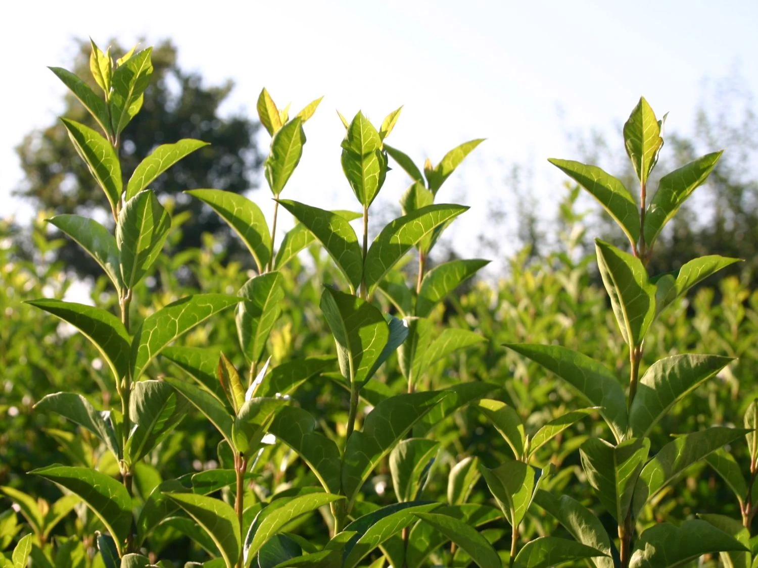 Ovalblättriger Liguster 7 Ovalblättriger Liguster – Bild 7