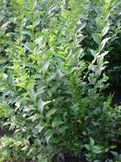 Ovalblättriger Liguster 25 Ovalblättriger Liguster -Edelrosen Geschaft ovalblaettriger liguster m002430 w 1