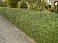 Ovalblättriger Liguster 24 Ovalblättriger Liguster -Edelrosen Geschaft ovalblaettriger liguster m002430 w 2