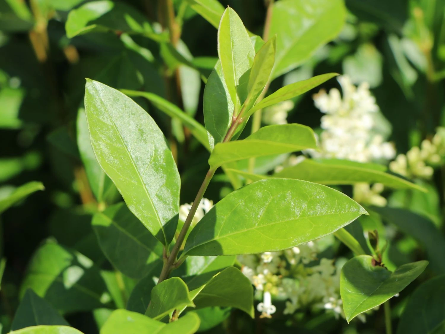 Ovalblättriger Liguster 2 Ovalblättriger Liguster – Bild 2