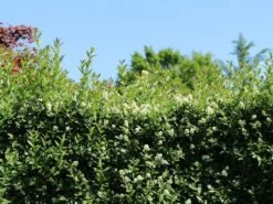 Ovalblättriger Liguster 21 Ovalblättriger Liguster -Edelrosen Geschaft ovalblaettriger liguster m002430 w 5