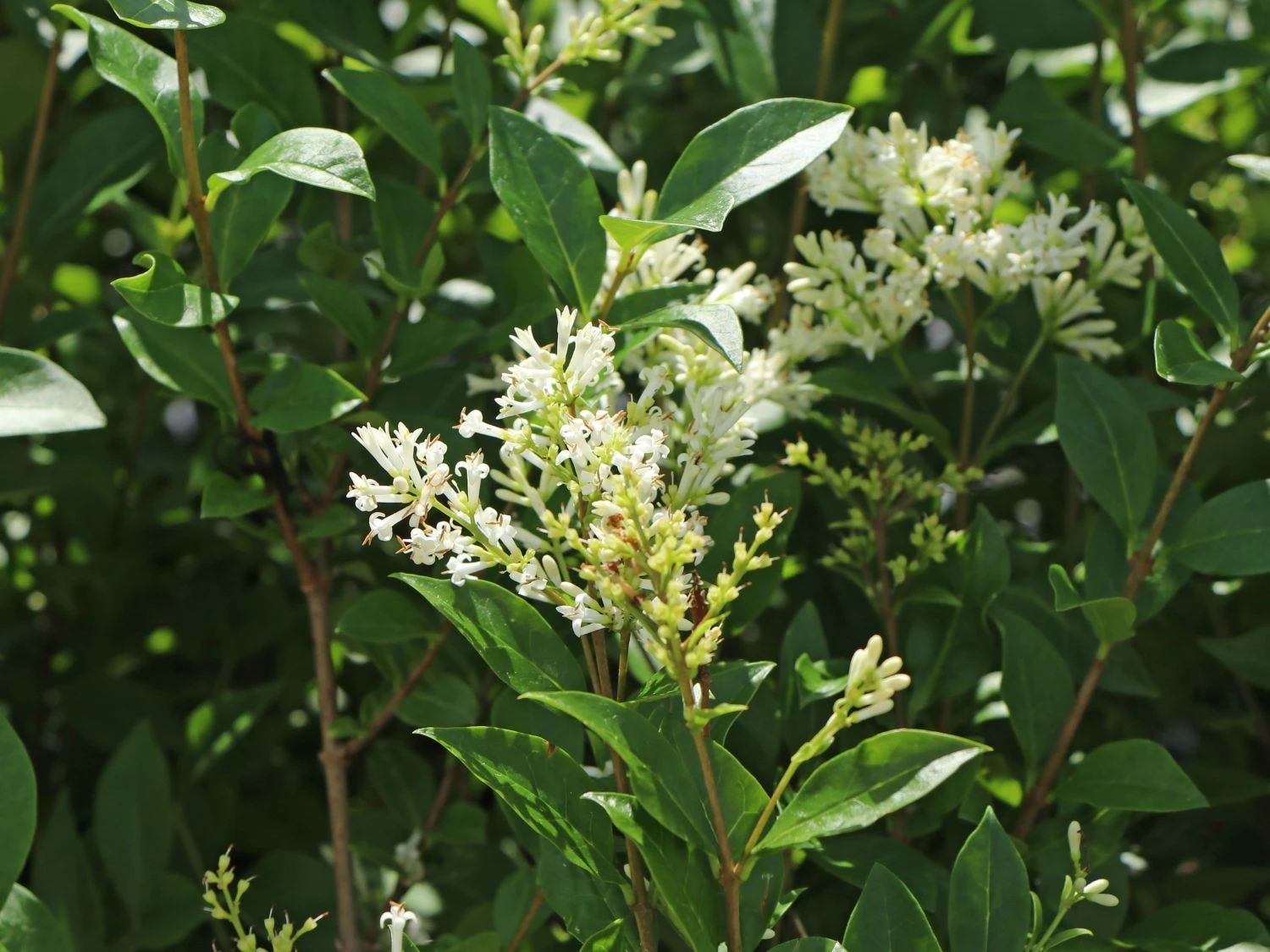 Ovalblättriger Liguster 4 Ovalblättriger Liguster – Bild 4