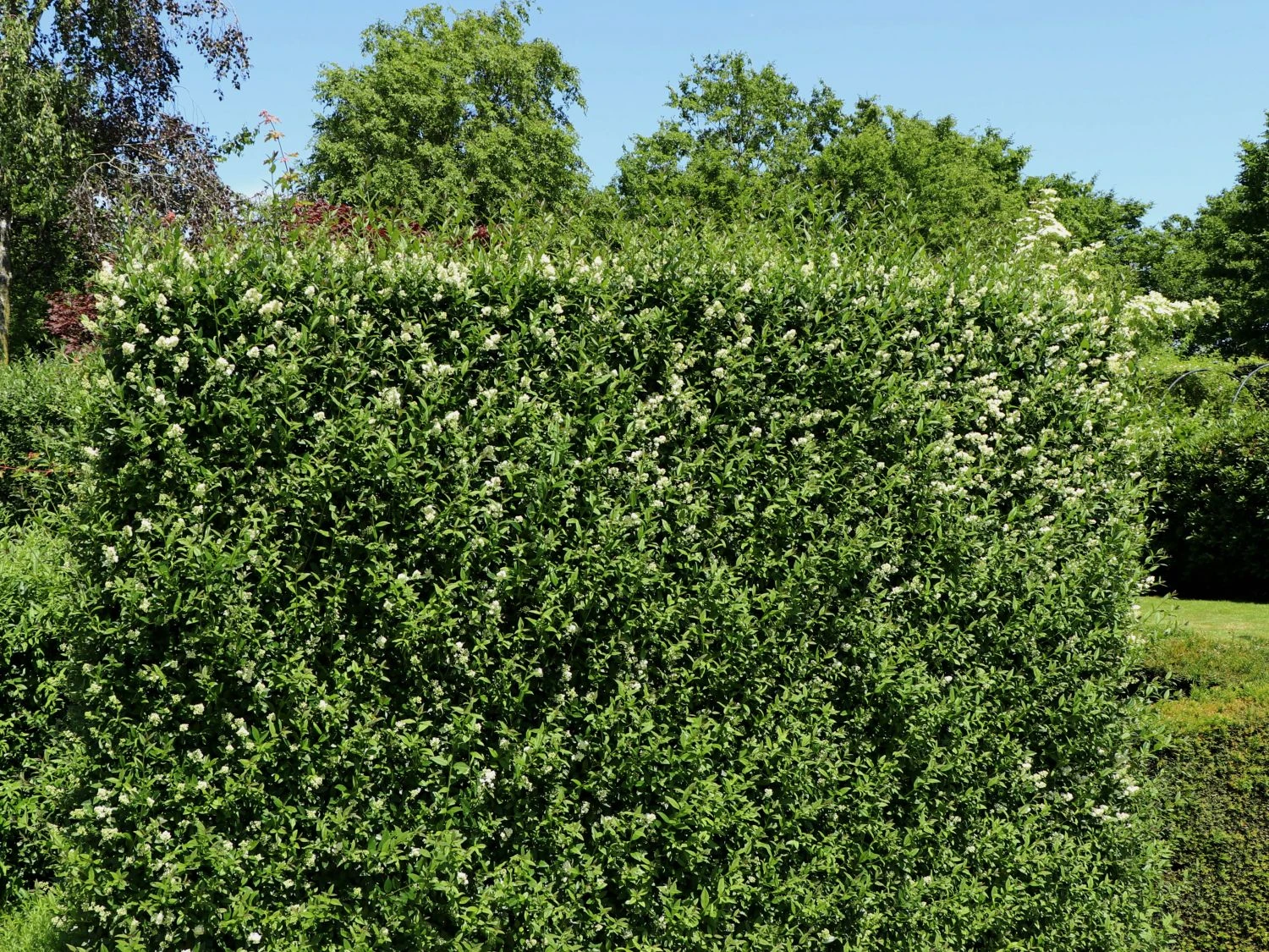 Ovalblättriger Liguster 6 Ovalblättriger Liguster – Bild 6