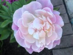 Pfingstrose 'Catharina Fontijn' -Edelrosen Geschaft pfingstrose catharina fontijn m059794 1135780 0