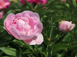 Pfingstrose 'Catharina Fontijn' -Edelrosen Geschaft pfingstrose catharina fontijn m059794 w 1