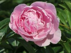 Pfingstrose 'Catharina Fontijn' -Edelrosen Geschaft pfingstrose catharina fontijn m059794 w 3