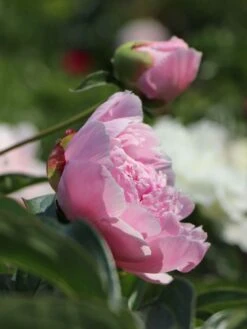 Pfingstrose 'Catharina Fontijn' -Edelrosen Geschaft pfingstrose catharina fontijn m059794 w 4