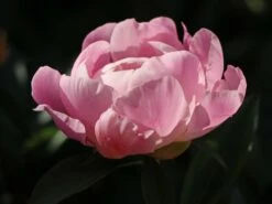 Pfingstrose 'Catharina Fontijn' -Edelrosen Geschaft pfingstrose catharina fontijn m059794 w 5