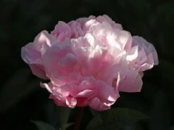 Pfingstrose 'Catharina Fontijn' -Edelrosen Geschaft pfingstrose catharina fontijn m059794 w 6