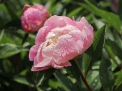 Pfingstrose 'Catharina Fontijn' -Edelrosen Geschaft pfingstrose catharina fontijn m059794 w 7