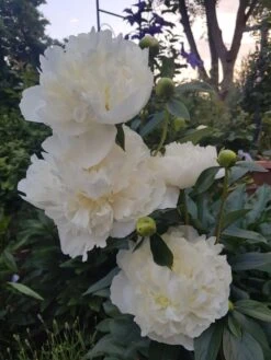 Pfingstrose 'Duchesse De Nemours' 24 Pfingstrose 'Duchesse De Nemours' -Edelrosen Geschaft pfingstrose duchesse de nemours m075386 736025 0